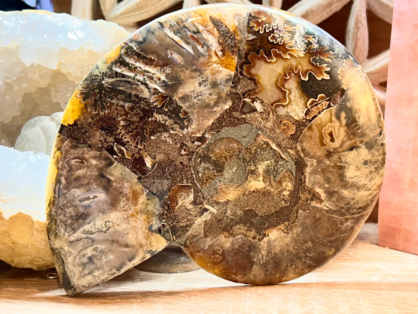 Coquillage d’ammonite opalisée - 4