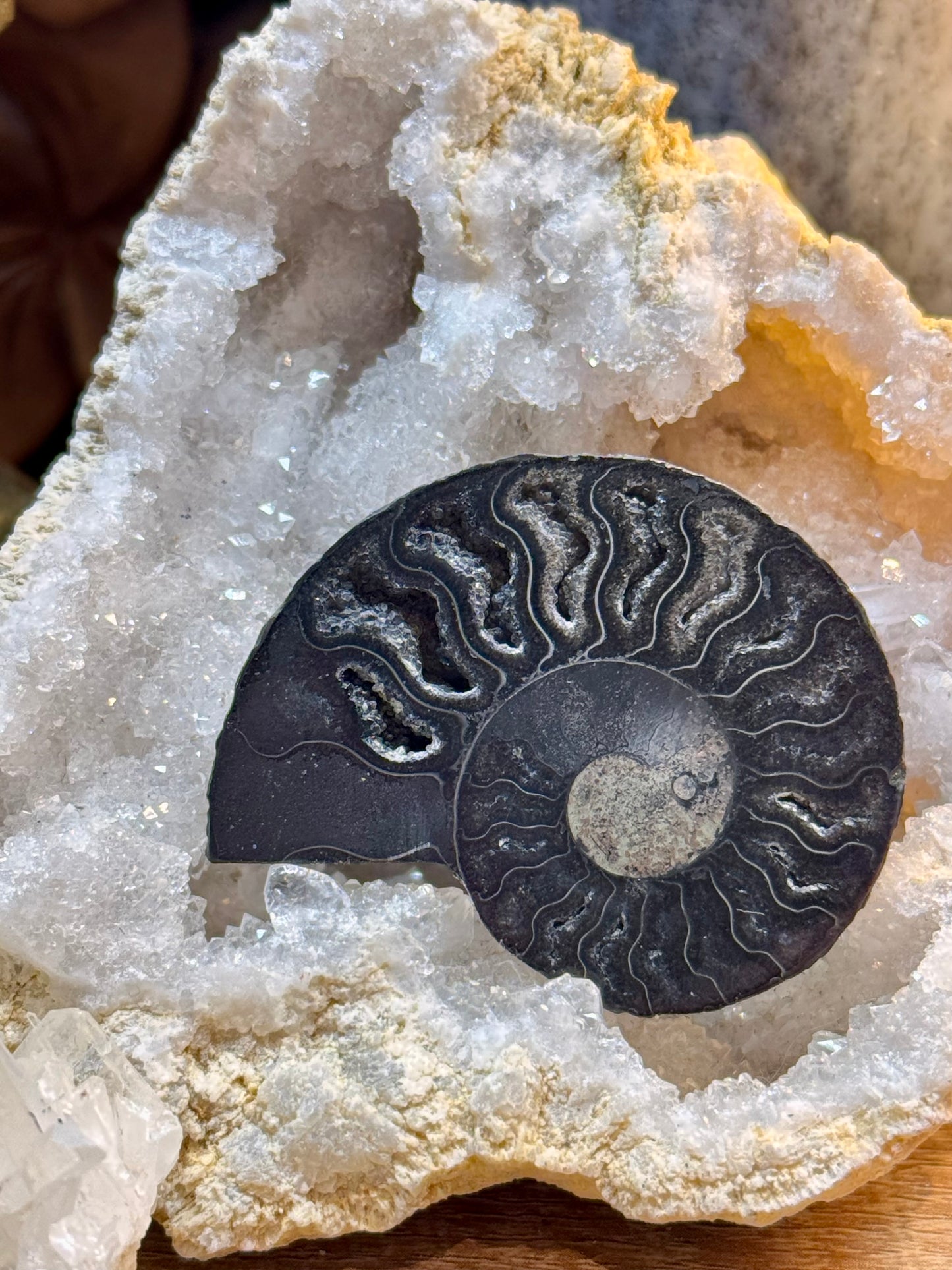 Ammonite fossilisée noire