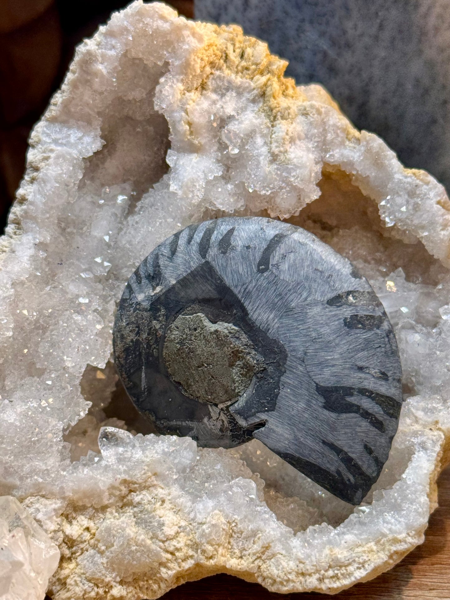 Ammonite fossilisée noire