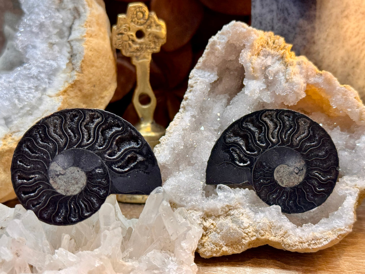 Ammonite fossilisée noire