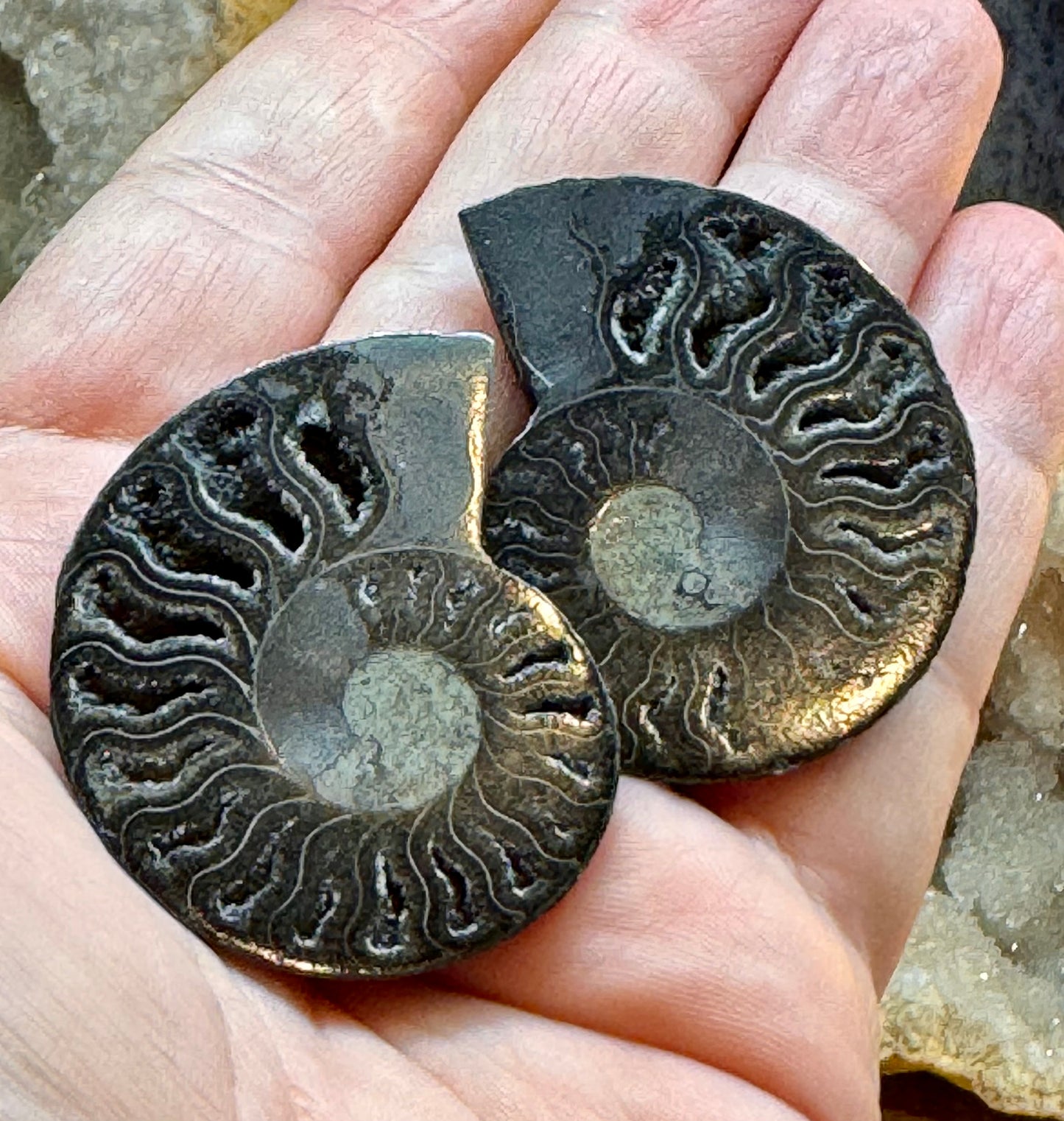 Ammonite fossilisée noire