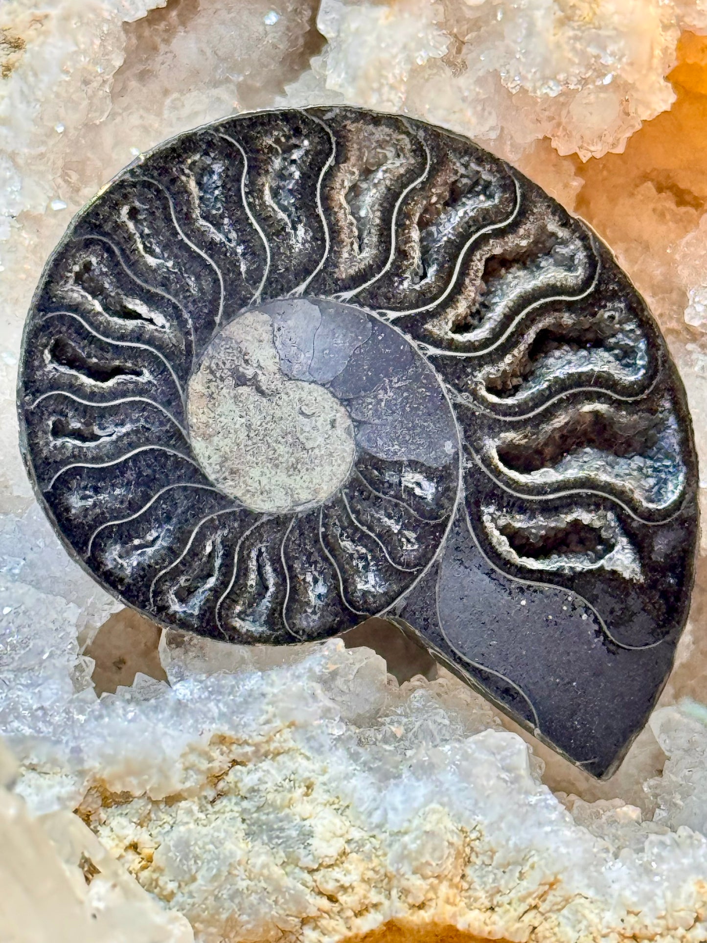 Ammonite fossilisée noire