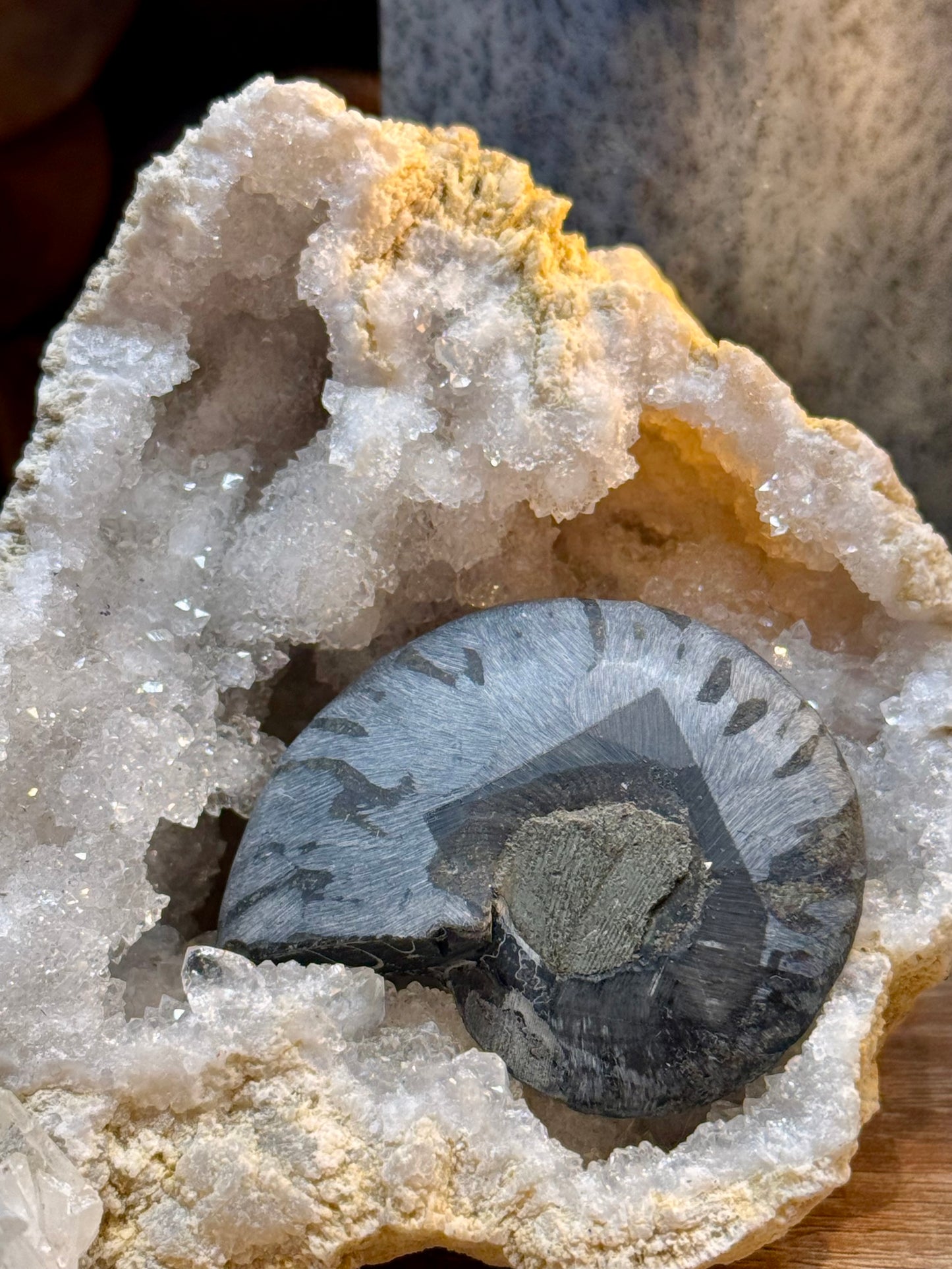 Ammonite fossilisée noire