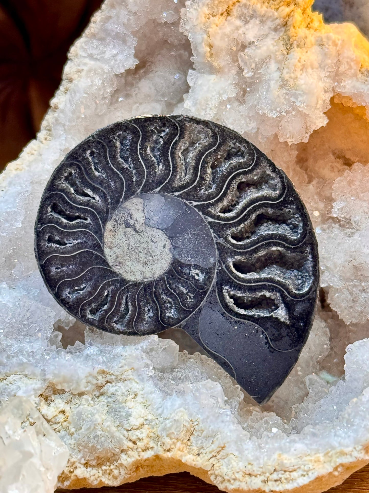 Ammonite fossilisée noire