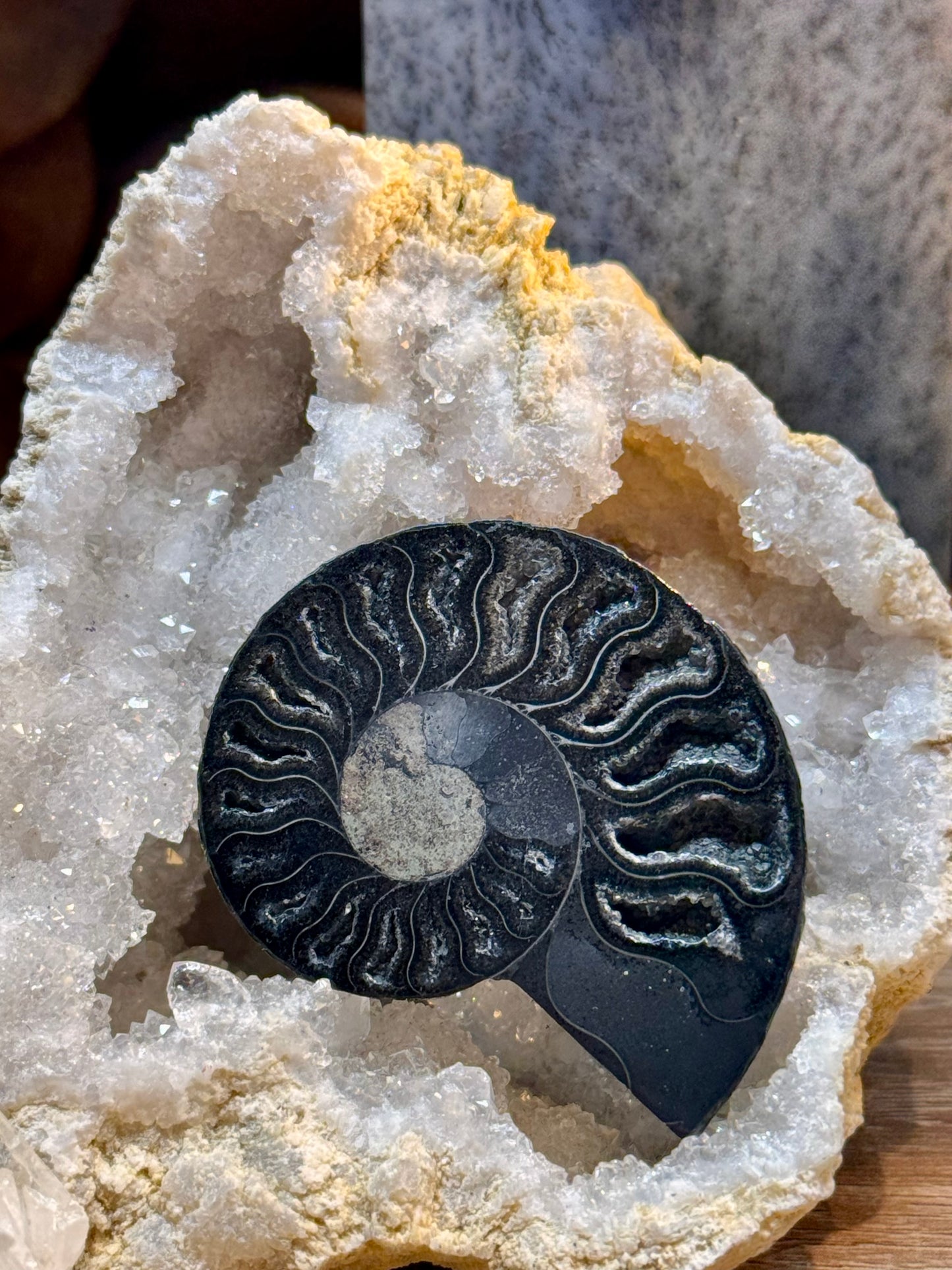 Ammonite fossilisée noire